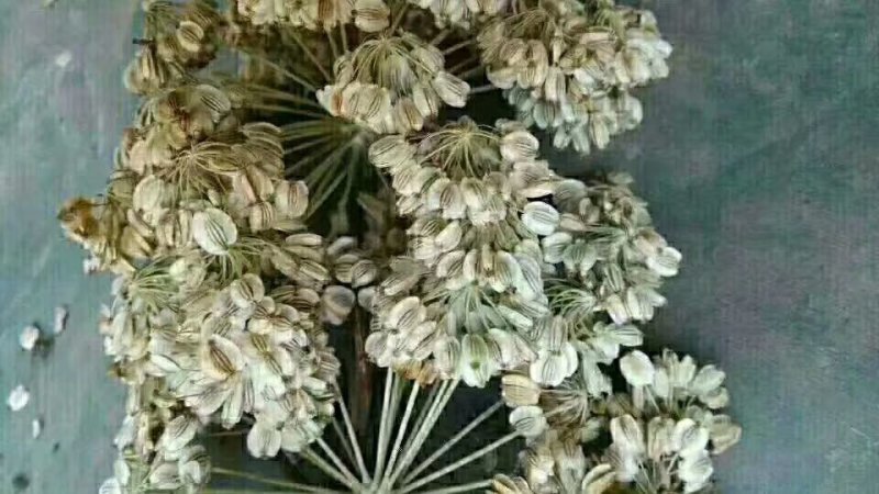 中药材白芷种子种植宜管理