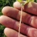 中药材白芷种子种植宜管理