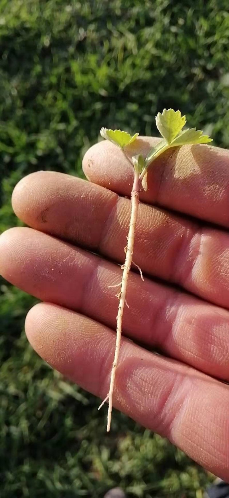 中药材白芷种子种植宜管理