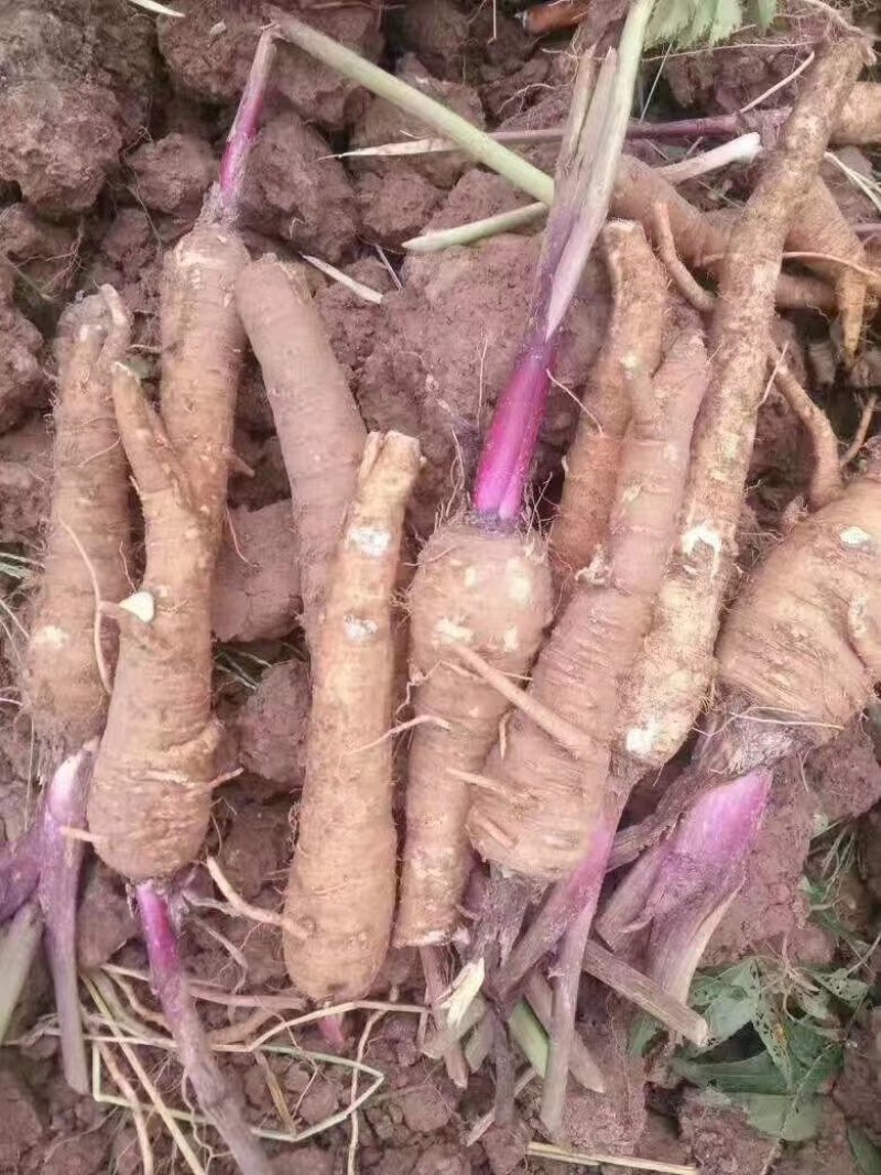 中药材白芷种子种植宜管理