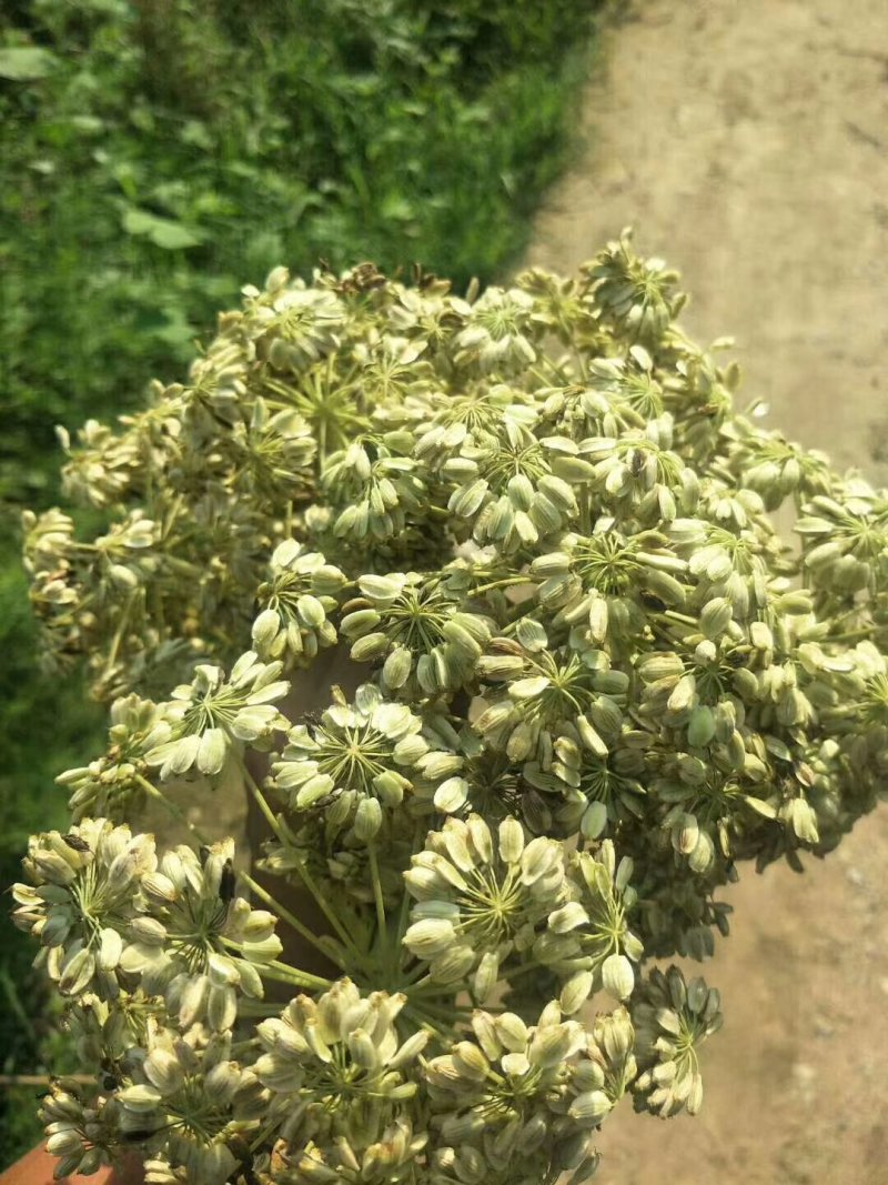 中药材白芷种子种植宜管理