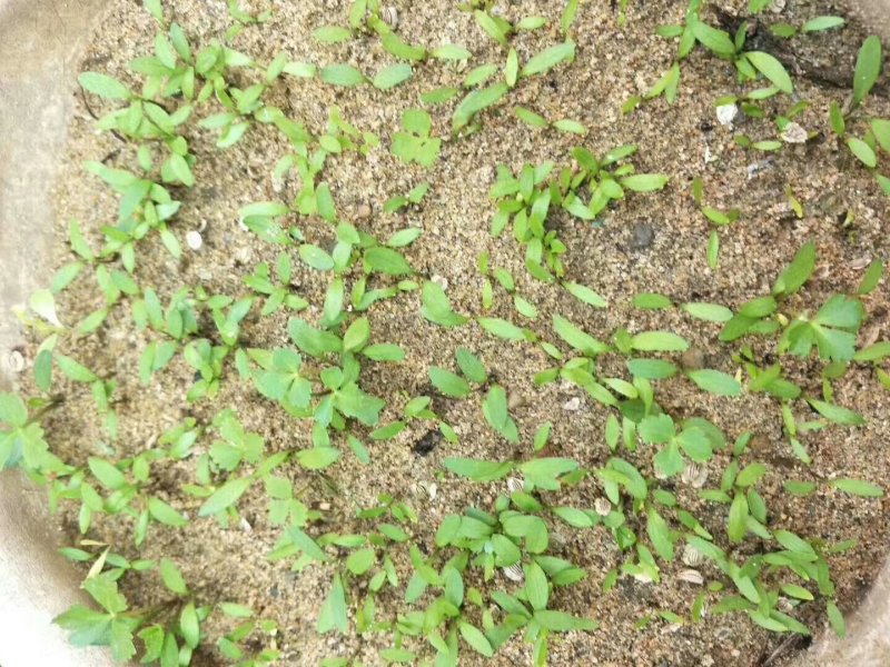 中药材白芷种子种植宜管理