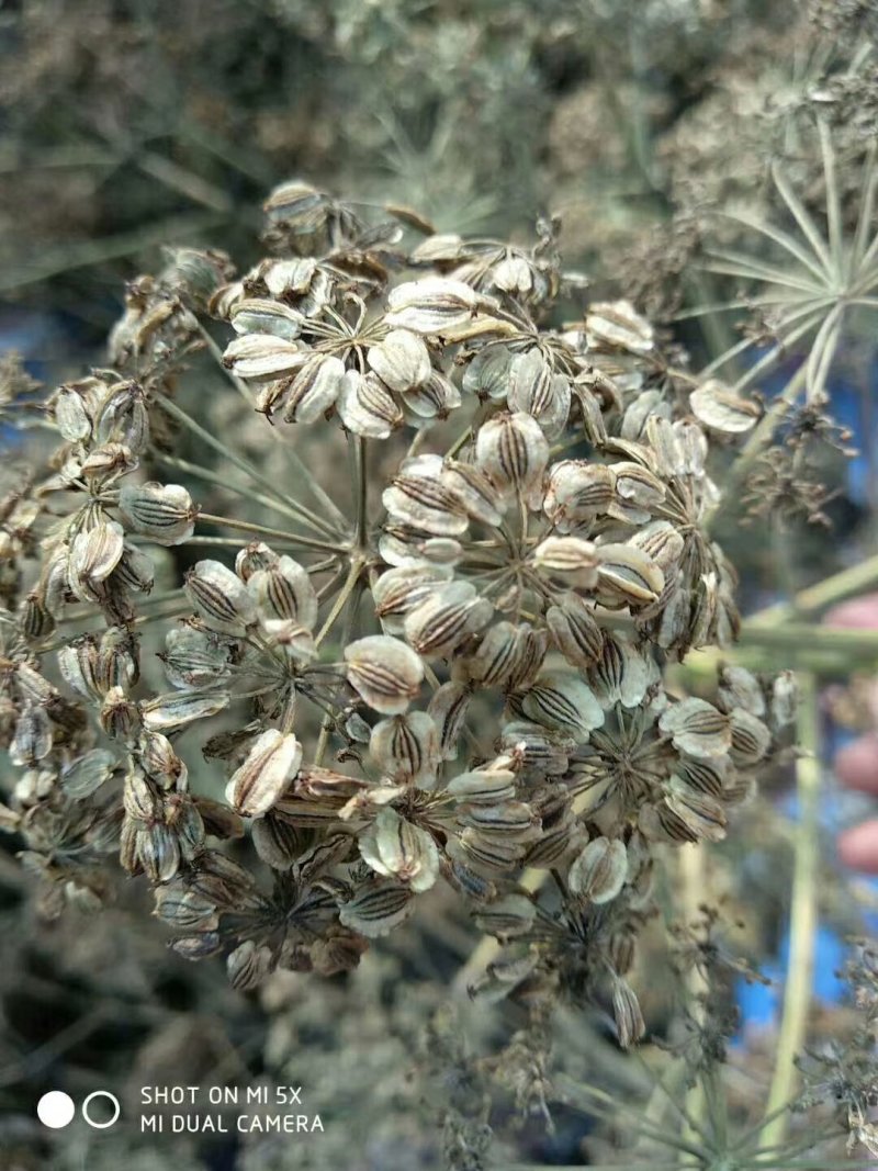 中药材白芷种子种植宜管理