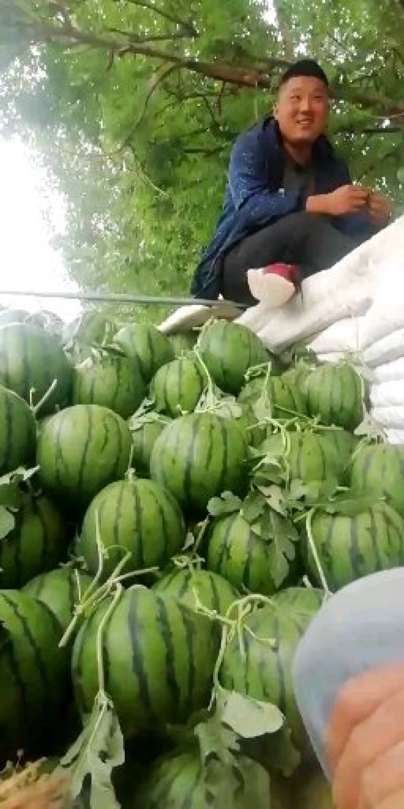 甜王西瓜