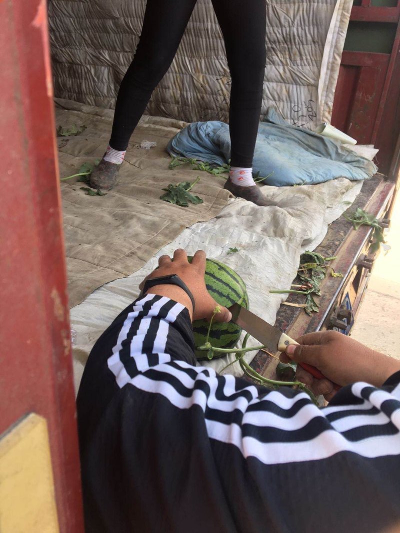 京欣西瓜7斤打底9成熟1茬