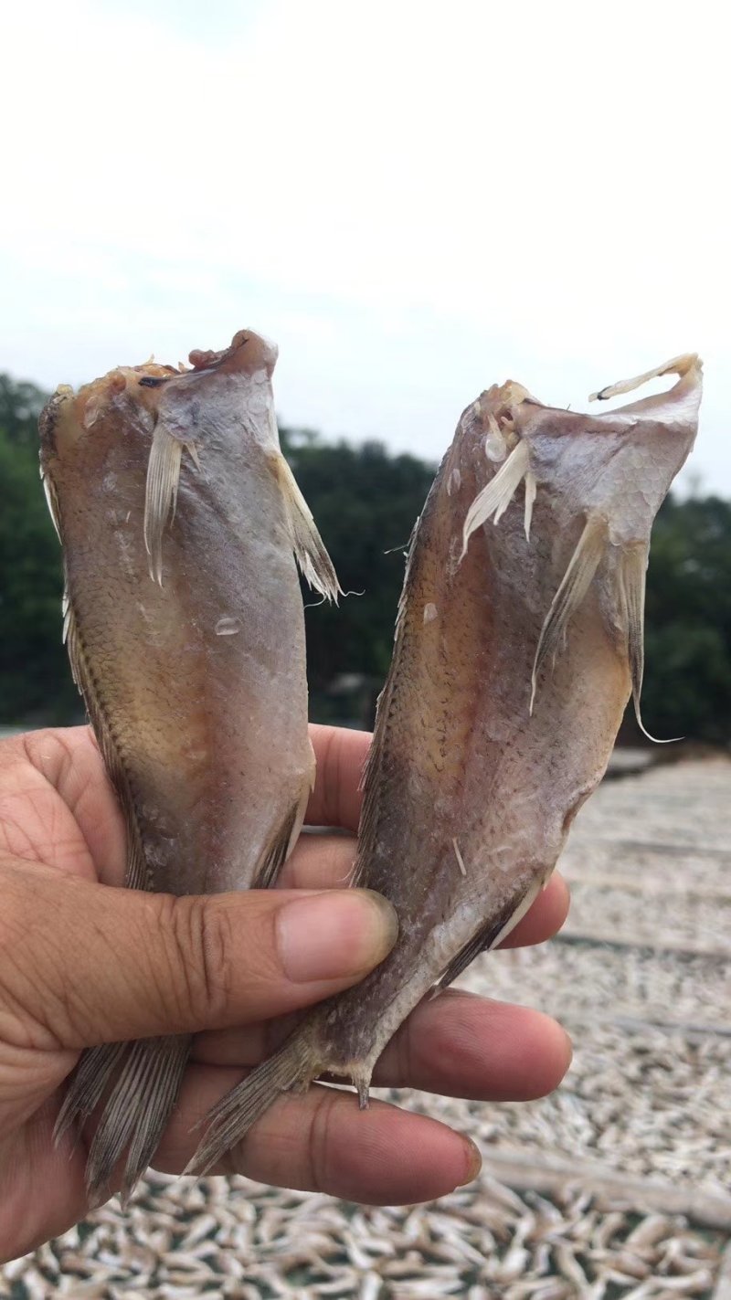 深海天然黄花鱼干去头黄花鱼干送广告录音