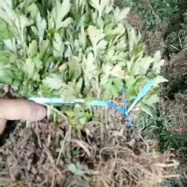 金丝黄菊苗可观赏可饮茶宜管理效益收成不错的一个菊花品种