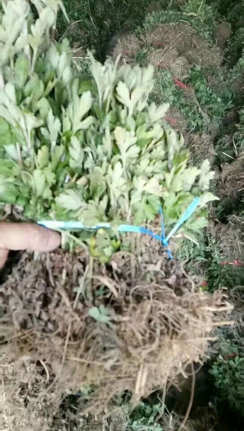 金丝黄菊苗可观赏可饮茶宜管理效益收成不错的一个菊花品种