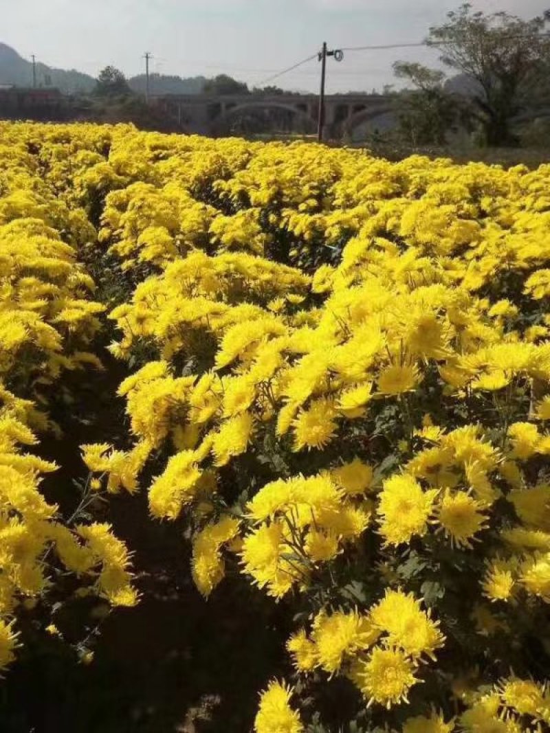 金丝黄菊苗可观赏可饮茶宜管理效益收成不错的一个菊花品种