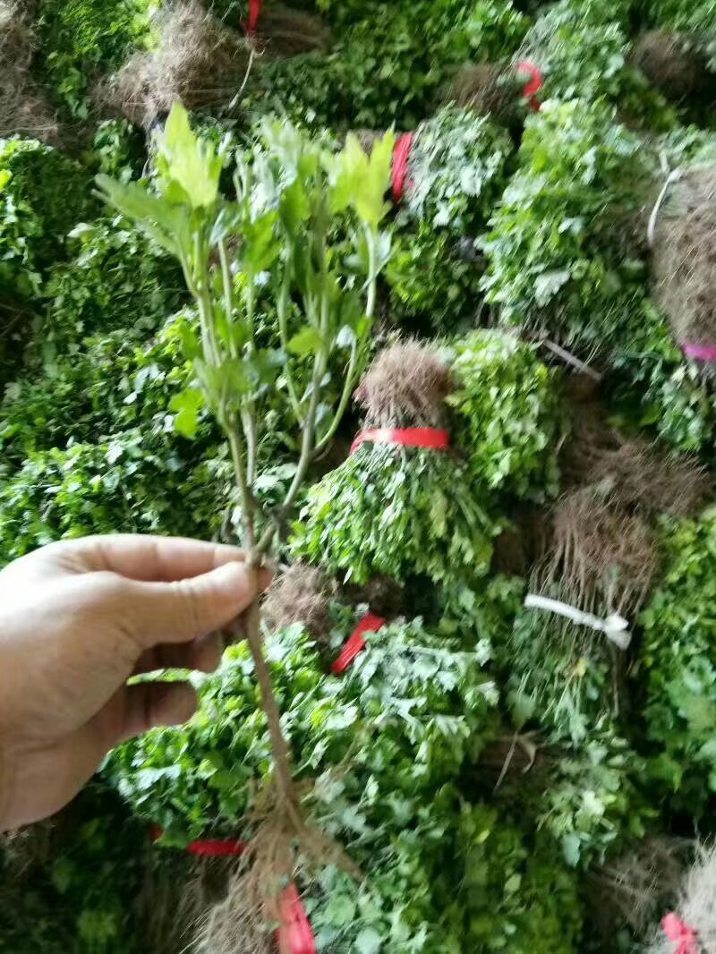金丝黄菊苗可观赏可饮茶宜管理效益收成不错的一个菊花品种