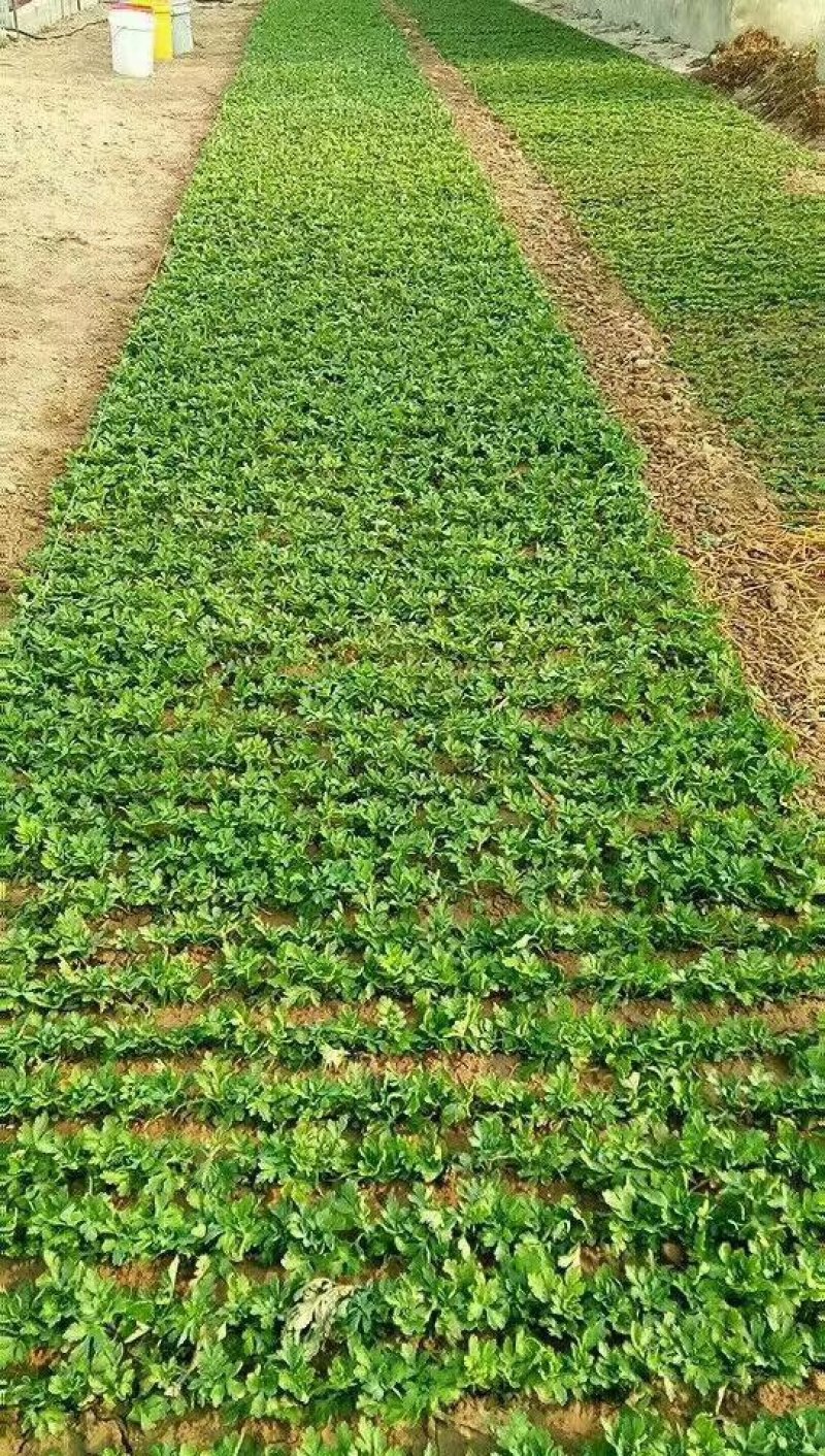 金丝黄菊苗可观赏可饮茶宜管理效益收成不错的一个菊花品种