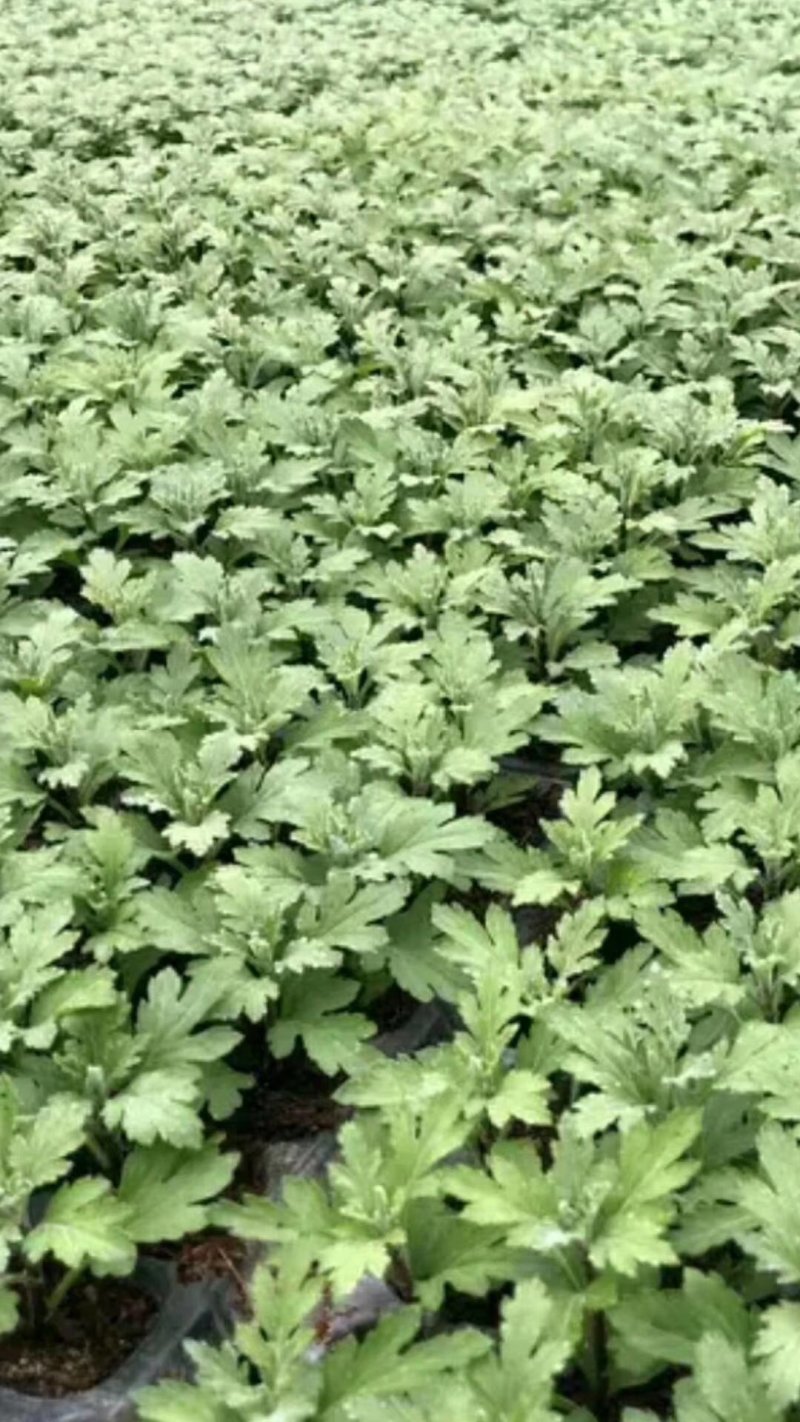 金丝黄菊苗可观赏可饮茶宜管理效益收成不错的一个菊花品种