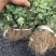 金丝黄菊苗可观赏可饮茶宜管理效益收成不错的一个菊花品种
