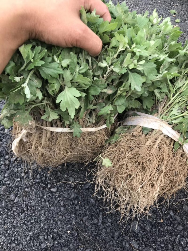 金丝黄菊苗可观赏可饮茶宜管理效益收成不错的一个菊花品种