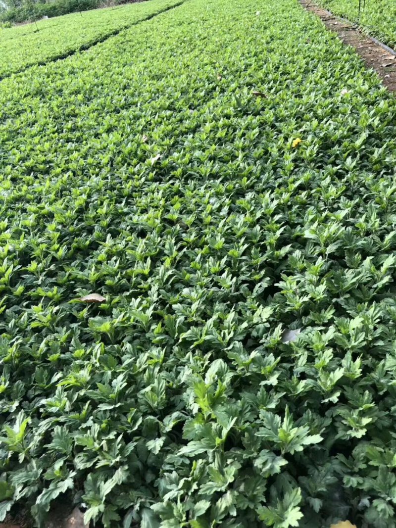 金丝黄菊苗可观赏可饮茶宜管理效益收成不错的一个菊花品种