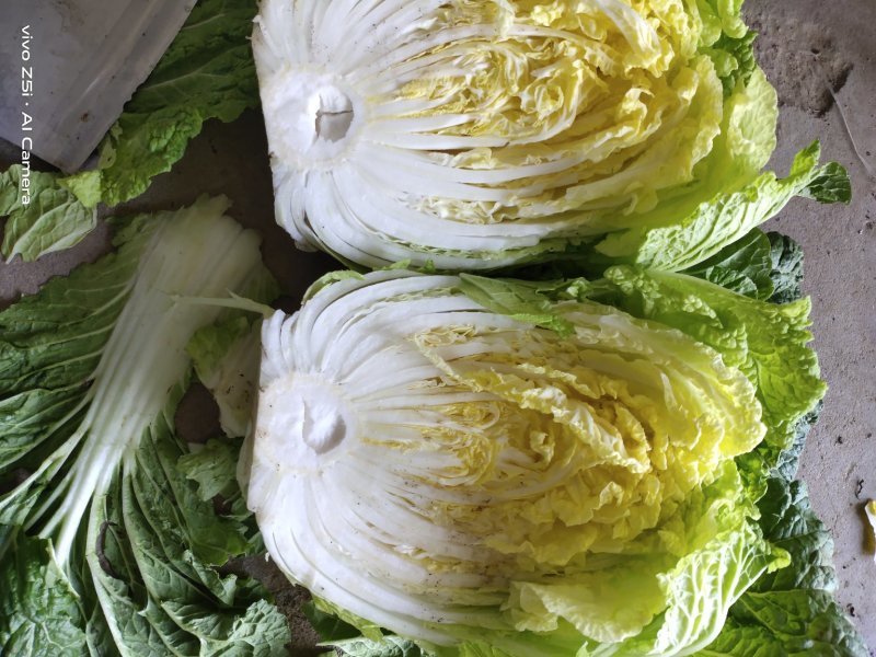 黄心白菜