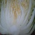黄心白菜