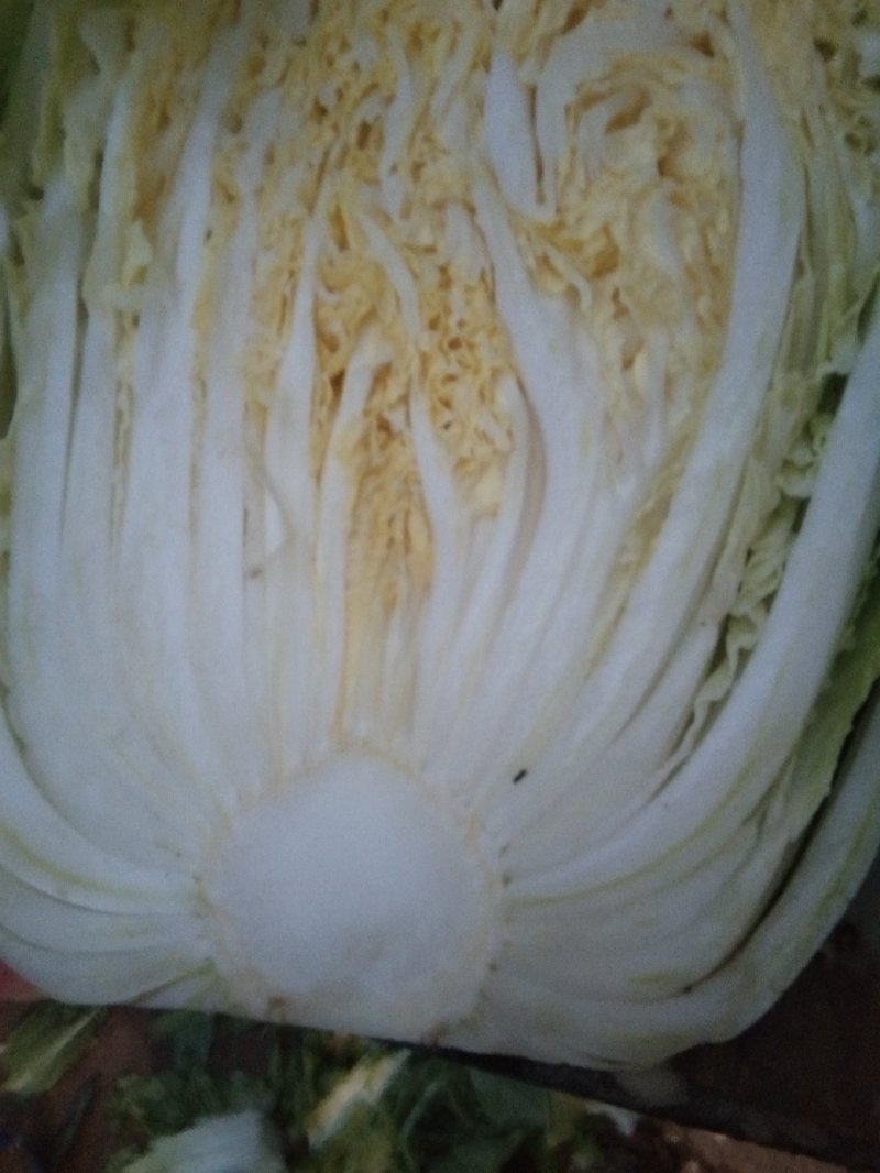 黄心白菜