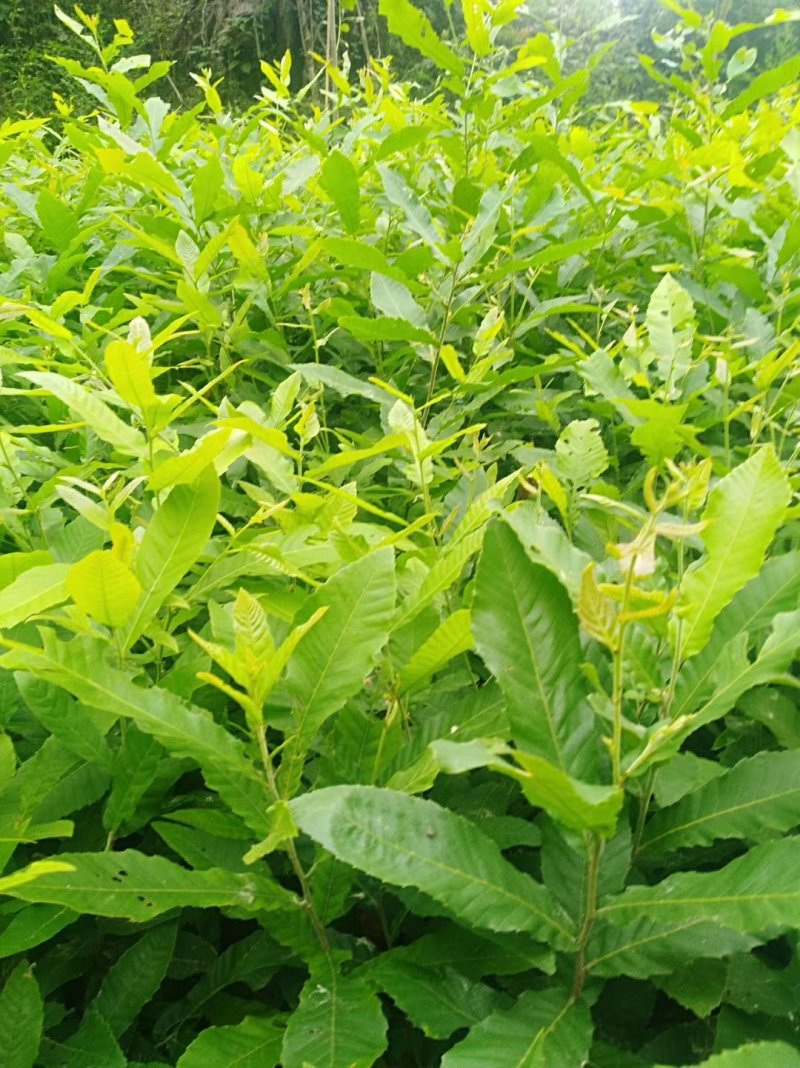 麻栎苗栓皮栎苗容器苗品种纯基地直供量大提供签证