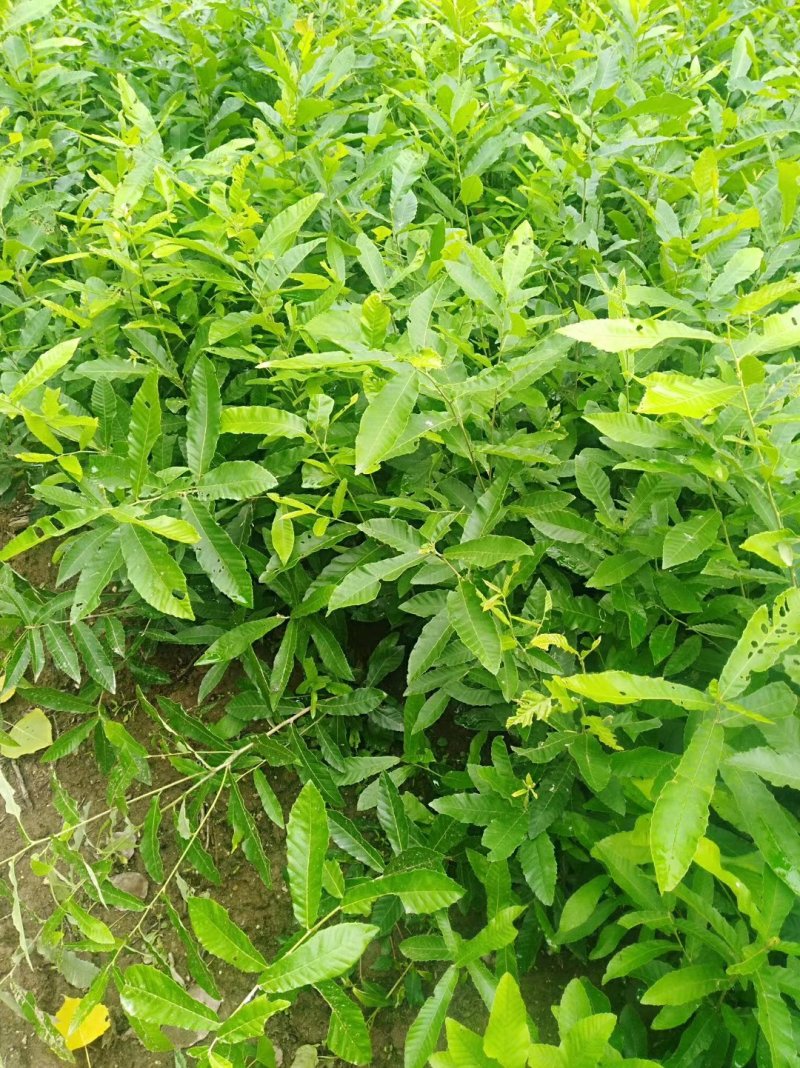 麻栎苗栓皮栎苗容器苗品种纯基地直供量大提供签证