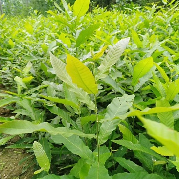 麻栎苗栓皮栎苗容器苗品种纯基地直供量大提供签证