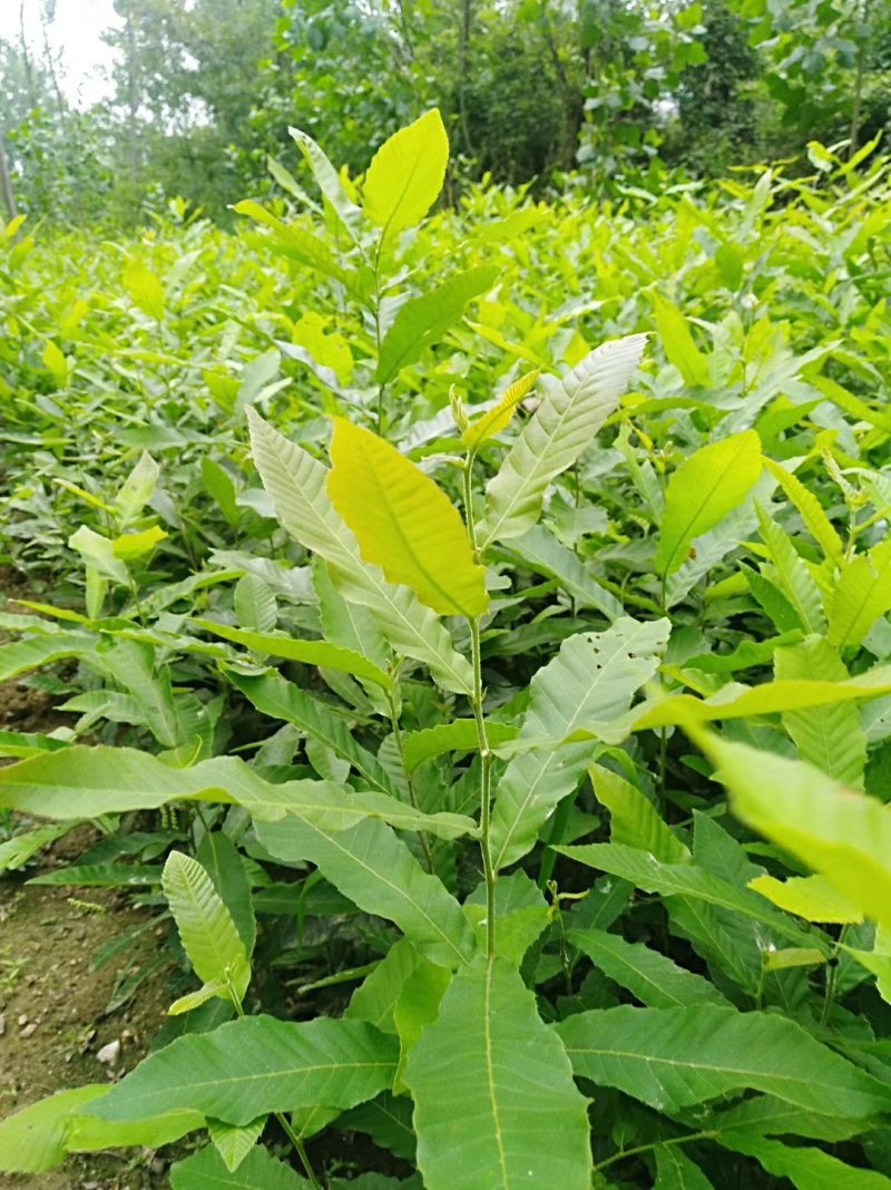 麻栎苗栓皮栎苗容器苗品种纯基地直供量大提供签证