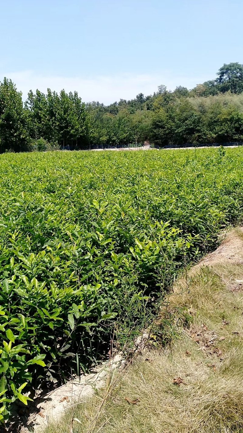 麻栎苗栓皮栎苗容器苗品种纯基地直供量大提供签证