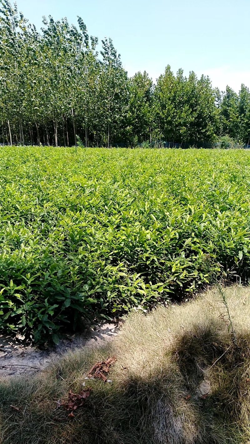 麻栎苗栓皮栎苗容器苗品种纯基地直供量大提供签证