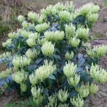 金银花苗