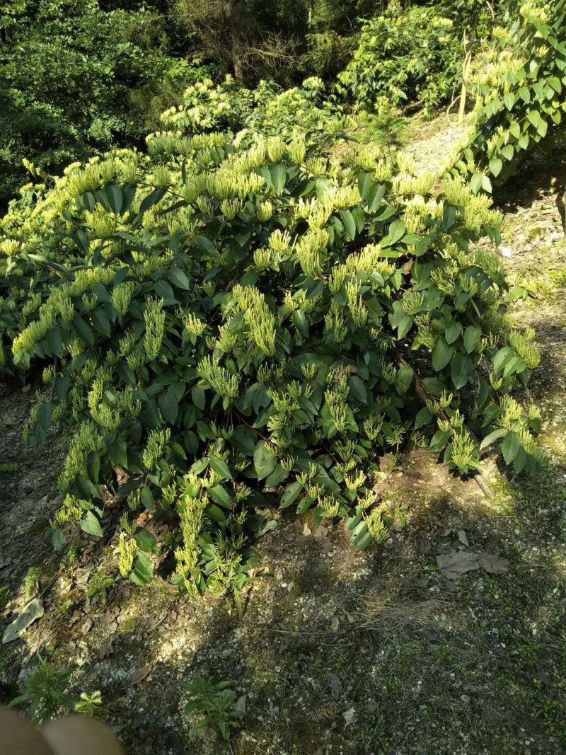 金银花苗