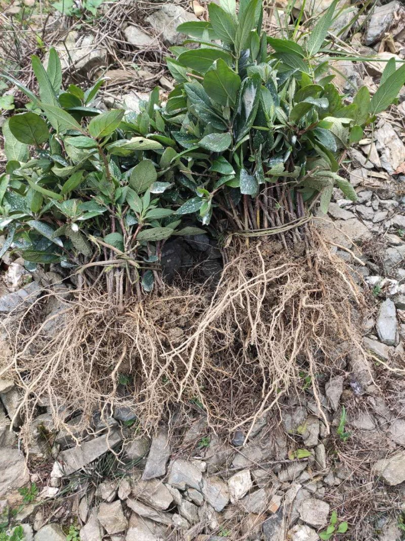 金银花苗