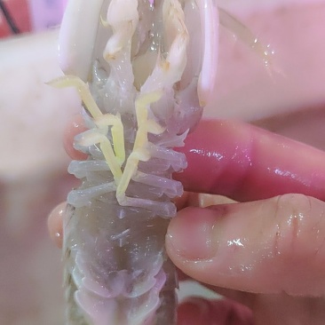山东太虾菇，皮皮虾，鲜活发货