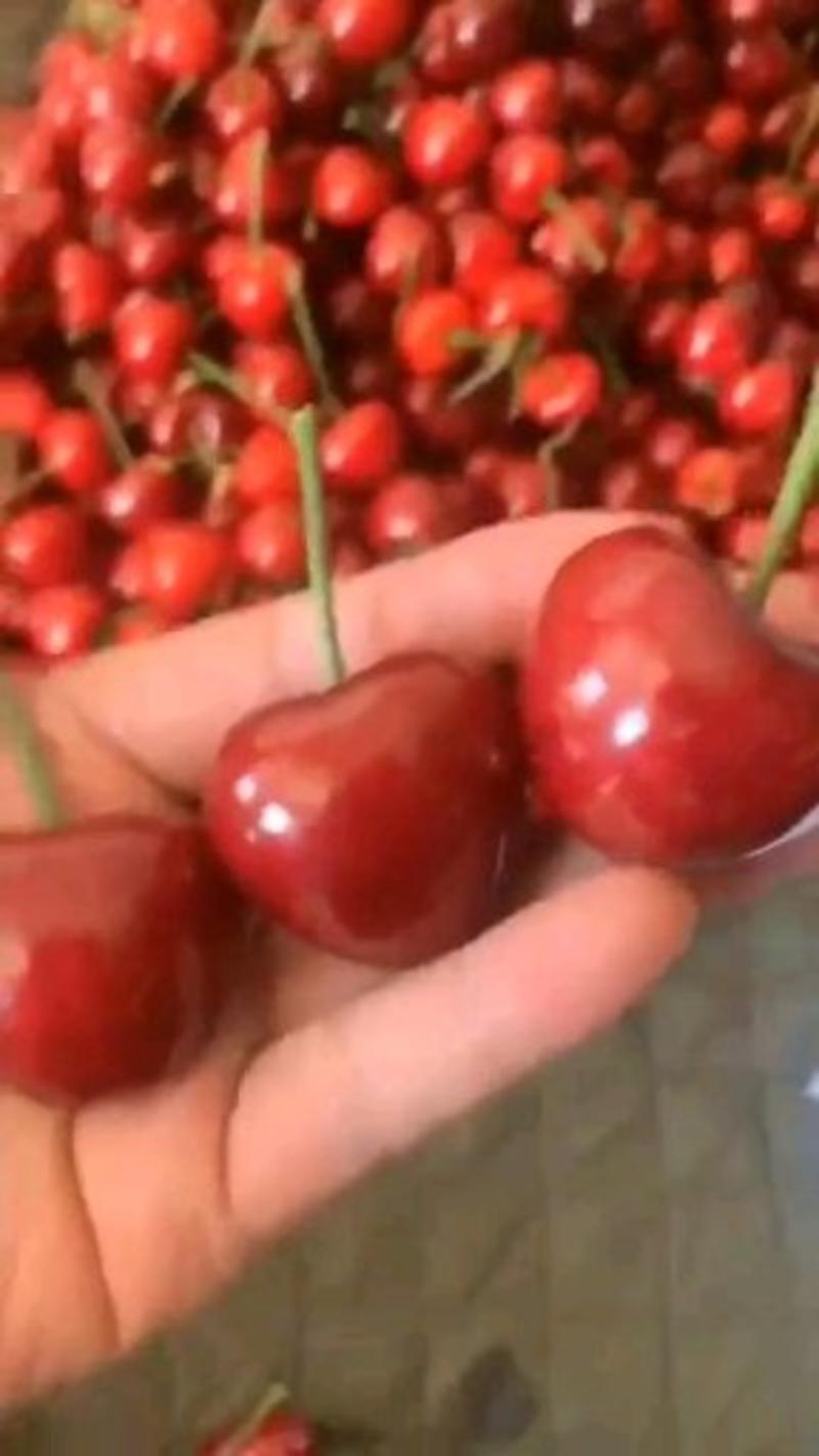 樱桃精品美早红灯一手货源现摘现发质量保障全国发货
