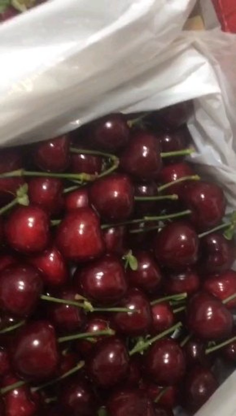 樱桃精品美早红灯一手货源现摘现发质量保障全国发货