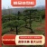 山东绿化苗木，造型油松，景观松，盆景保成活质量保证