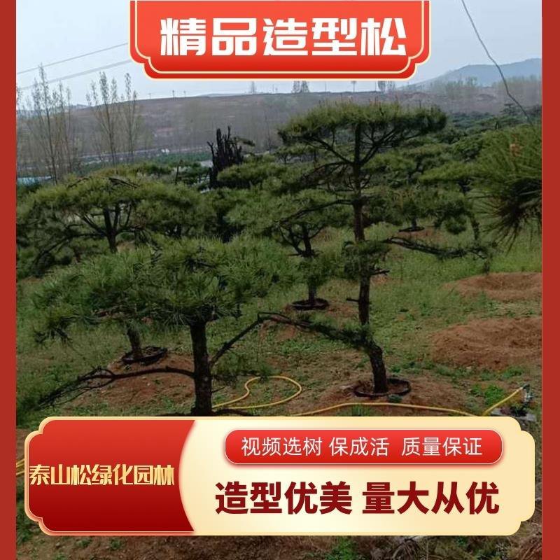 山东绿化苗木，造型油松，景观松，盆景保成活质量保证
