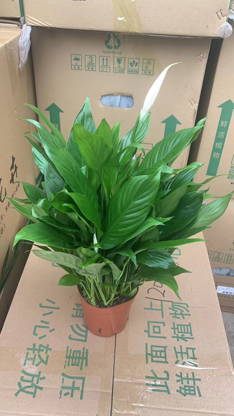 仙鹤白掌一帆风顺