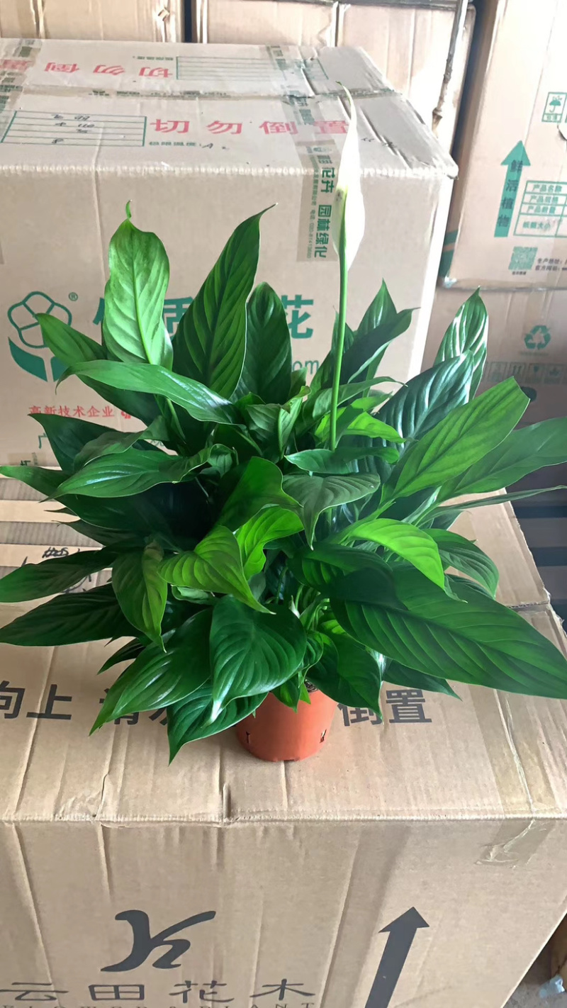 仙鹤白掌一帆风顺