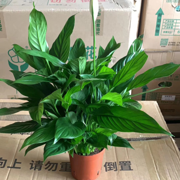 仙鹤白掌一帆风顺