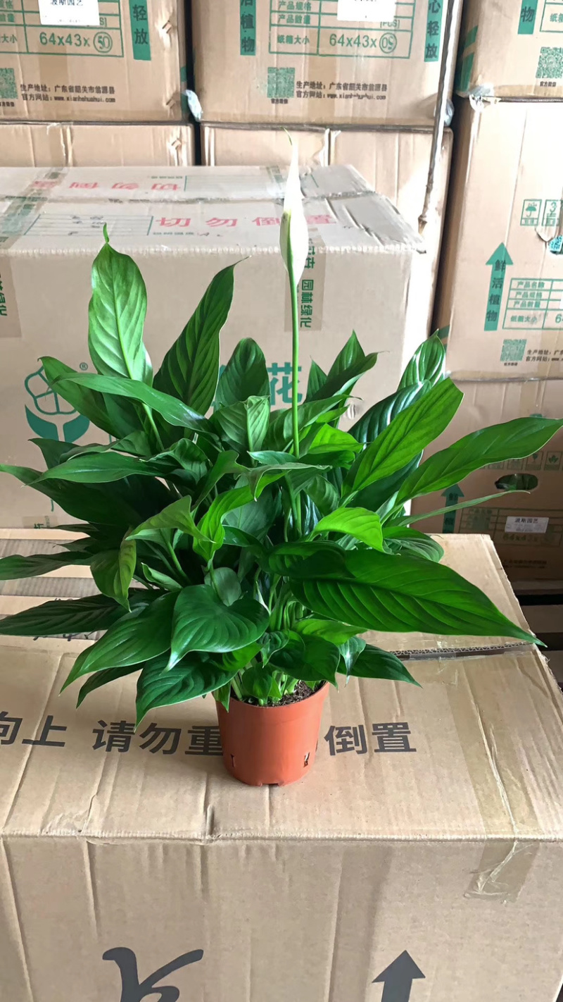 仙鹤白掌一帆风顺
