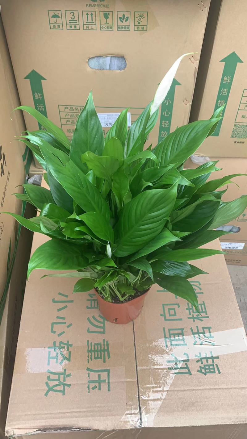 仙鹤白掌一帆风顺