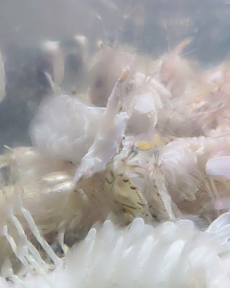 山东太虾菇，皮皮虾，鲜活发货
