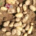 2026新土豆中薯5号/沃土/大丰12【基地直供】