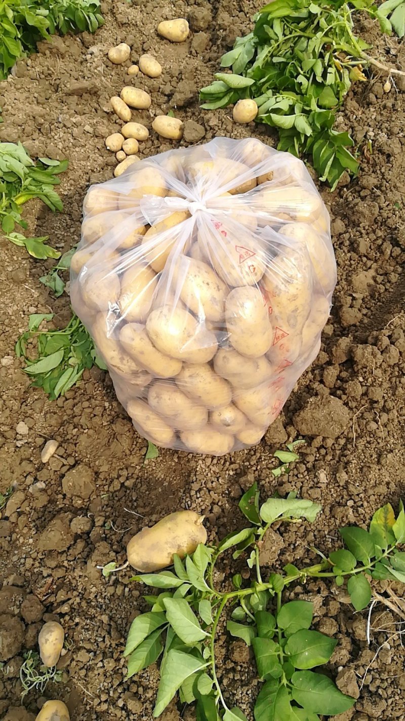 2026新土豆中薯5号/沃土/大丰12【基地直供】