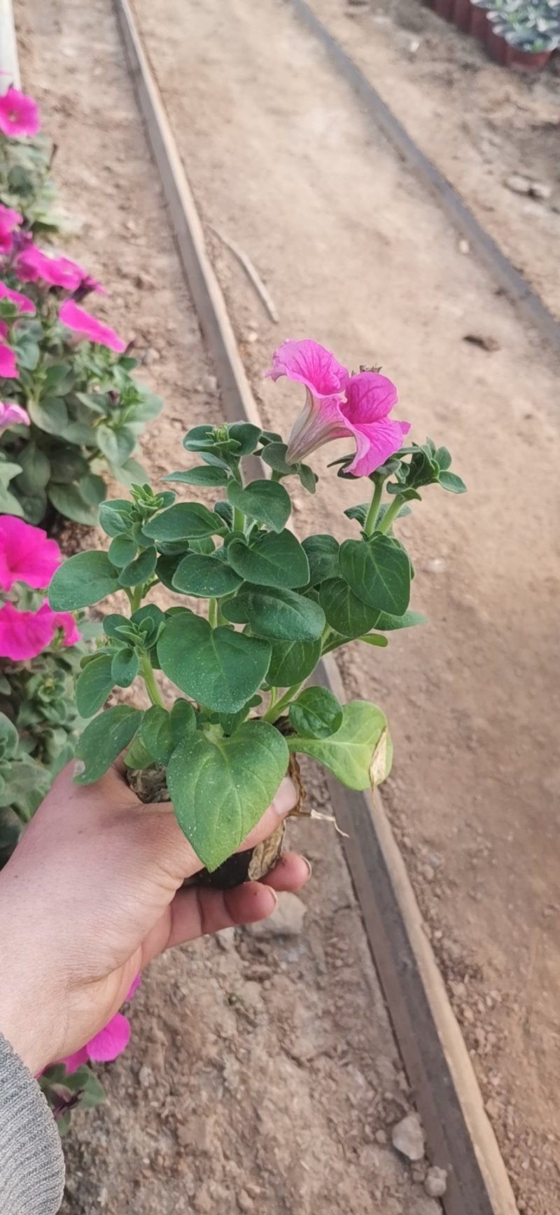 牵牛花