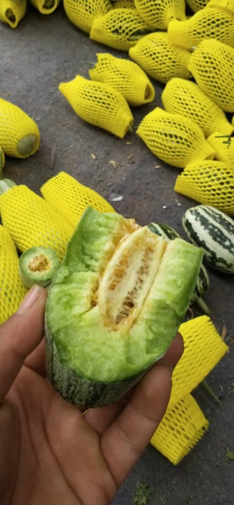 山东甜瓜