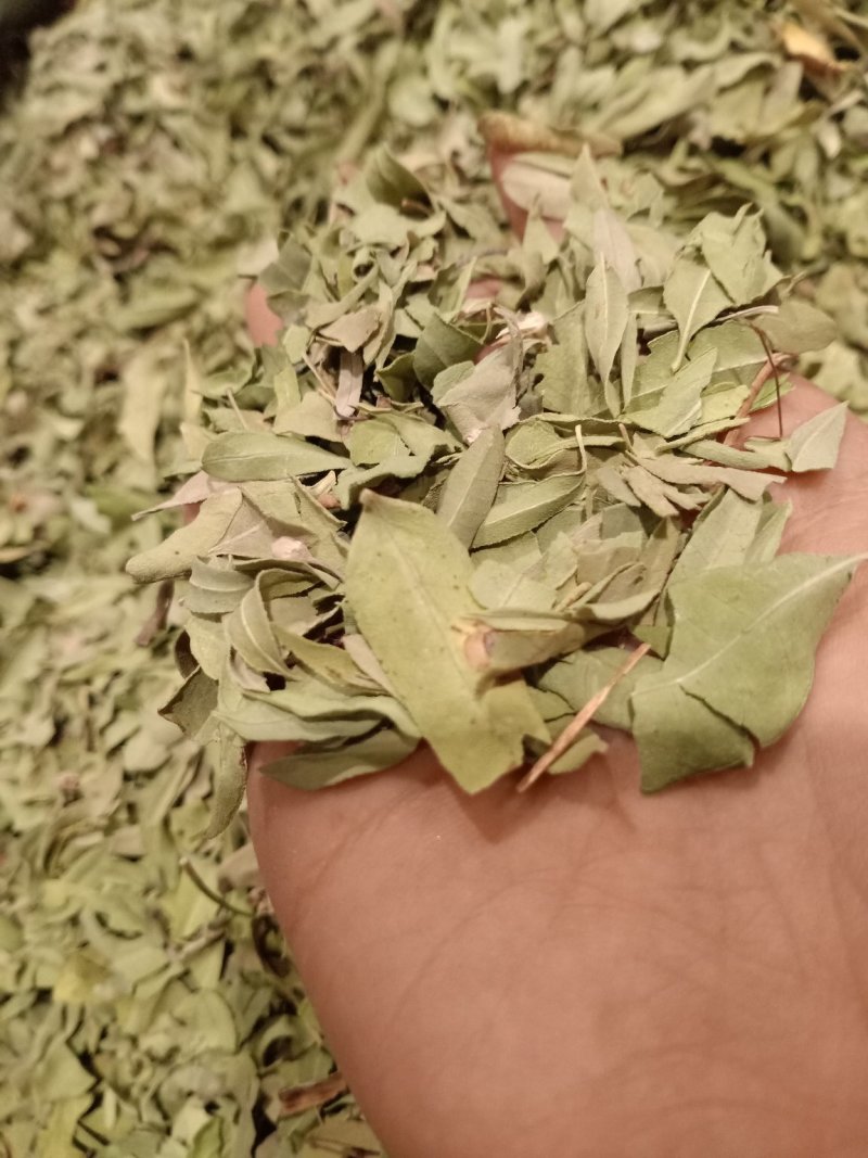 罗布麻叶大叶小叶均有批发零售