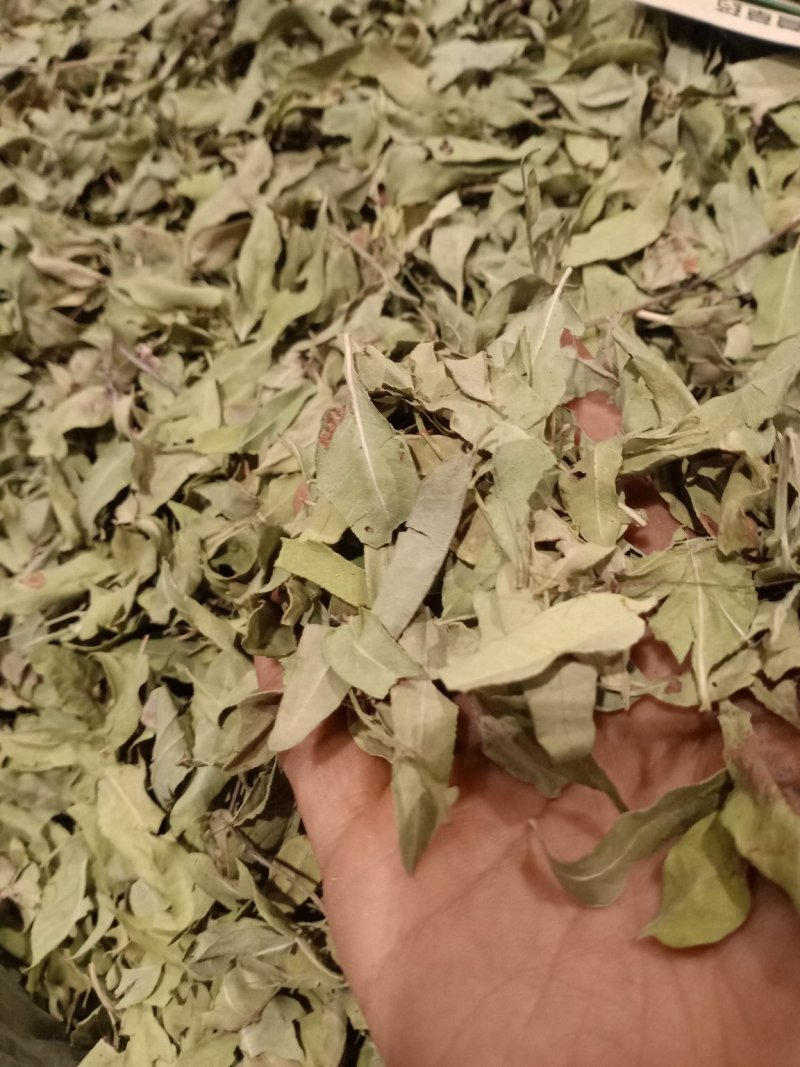 罗布麻叶大叶小叶均有批发零售