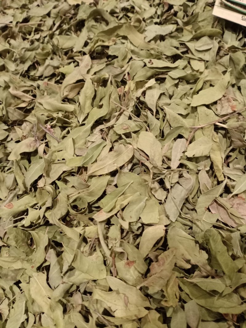 罗布麻叶大叶小叶均有批发零售