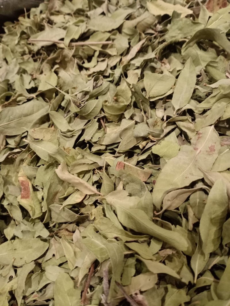 罗布麻叶大叶小叶均有批发零售